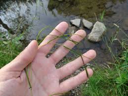 Attēlu rezultāti vaicājumam “Stuckenia filiformis flower”