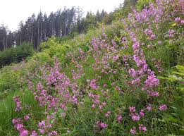 Attēlu rezultāti vaicājumam “Silene viscaria”