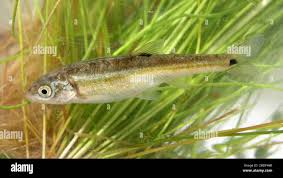 Image result for il_merda.jpg