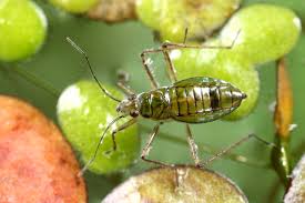 Attēlu rezultāti vaicājumam “Closterotomus biclavatus imago”