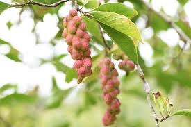 Attēlu rezultāti vaicājumam “Magnolia kobus fruit”