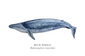 Image result for Balaenoptera musculus