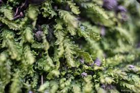 Attēlu rezultāti vaicājumam “Breidleria pratensis”