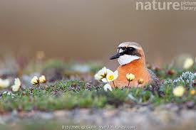 Image result for Charadrius mongolus