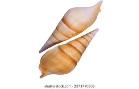 Image result for Triplofusus giganteus