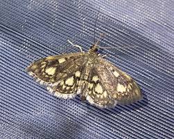 Attēlu rezultāti vaicājumam “Anania coronata”