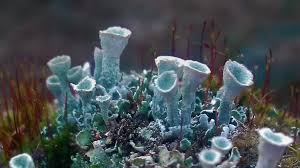 Attēlu rezultāti vaicājumam “Didymium xanthopus macro”