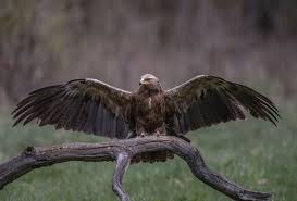 Attēlu rezultāti vaicājumam “Aquila pomarina adult”