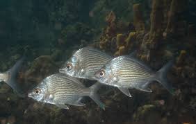 Image result for Eugerres plumieri