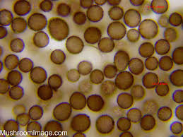 Attēlu rezultāti vaicājumam “Stemonitopsis amoena spores”