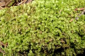 Attēlu rezultāti vaicājumam “Calypogeia integristipula”