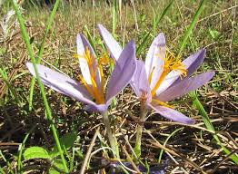 Attēlu rezultāti vaicājumam “Colchicum autumnale flower”