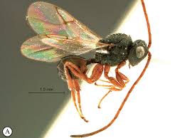 Attēlu rezultāti vaicājumam “Paramesus obtusifrons”