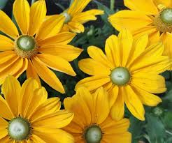 Image result for Rudbeckia Paradisio