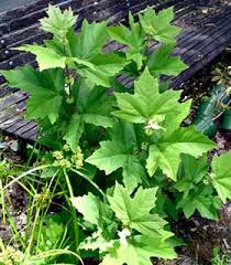 Attēlu rezultāti vaicājumam “Platanus x hispanica (syn. Platanus x acerifolia) leaf”