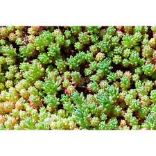 Attēlu rezultāti vaicājumam “Sedum hispanicum”