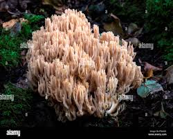 Attēlu rezultāti vaicājumam “Ramaria stricta”