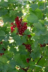 Attēlu rezultāti vaicājumam “Ribes rubrum leaf”