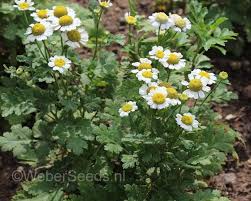 Image result for Tanacetum parthenium