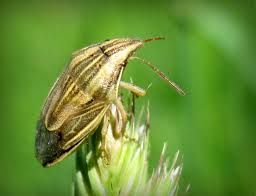 Attēlu rezultāti vaicājumam “Aelia acuminata”