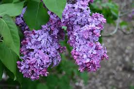 Attēlu rezultāti vaicājumam “Syringa vulgaris flower”