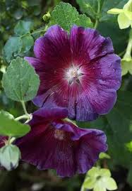 Image result for Alcea rosea