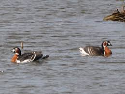 Attēlu rezultāti vaicājumam “Branta ruficollis adult”