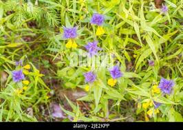 Attēlu rezultāti vaicājumam “Melampyrum nemorosum leaf”