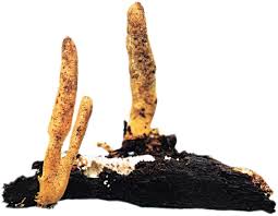 Attēlu rezultāti vaicājumam “Cordyceps polyarthra”