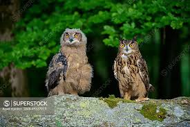 Attēlu rezultāti vaicājumam “Bubo bubo adult”