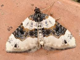 Attēlu rezultāti vaicājumam “Cosmorhoe ocellata”