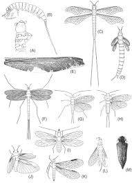 Attēlu rezultāti vaicājumam “Sternorrhyncha”
