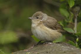 Attēlu rezultāti vaicājumam “Sylvia borin”