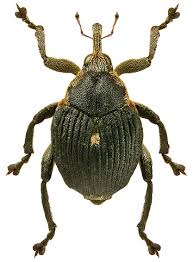 Attēlu rezultāti vaicājumam “Mononychus punctumalbum”