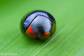 Attēlu rezultāti vaicājumam “Lamproderma gulielmae macro”