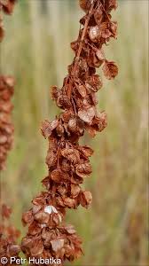 Attēlu rezultāti vaicājumam “Rumex aquaticus fruit”