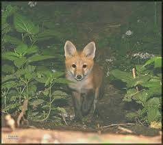 Attēlu rezultāti vaicājumam “Vulpes vulpes  juvenile”