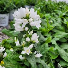 Attēlu rezultāti vaicājumam “Campanula glomerata”
