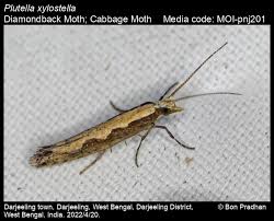 Attēlu rezultāti vaicājumam “Plutella xylostella”