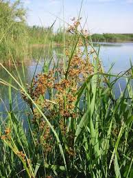 Attēlu rezultāti vaicājumam “Cladium mariscus”
