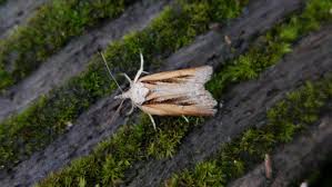 Attēlu rezultāti vaicājumam “Diurnea lipsiella male”