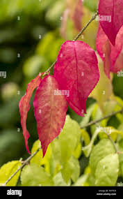 Attēlu rezultāti vaicājumam “Euonymus verrucosus leaf”