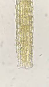 Attēlu rezultāti vaicājumam “Seligeria pusilla”