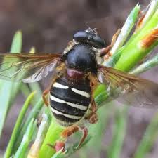 Attēlu rezultāti vaicājumam “Sericomyia lappona”