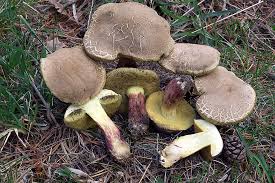 Attēlu rezultāti vaicājumam “Xerocomus chrysenteron”