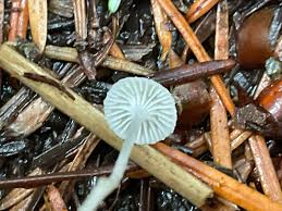 Attēlu rezultāti vaicājumam “Hemitrichia leiotricha macro”