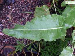 Attēlu rezultāti vaicājumam “Rumex confertus fruit”