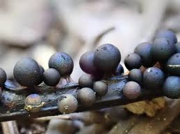 Attēlu rezultāti vaicājumam “Lamproderma puncticulatum spores”