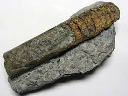 Attēlu rezultāti vaicājumam “Endoceras”