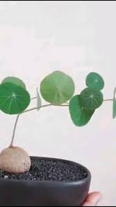 Attēlu rezultāti vaicājumam “Trichia erecta stalked”